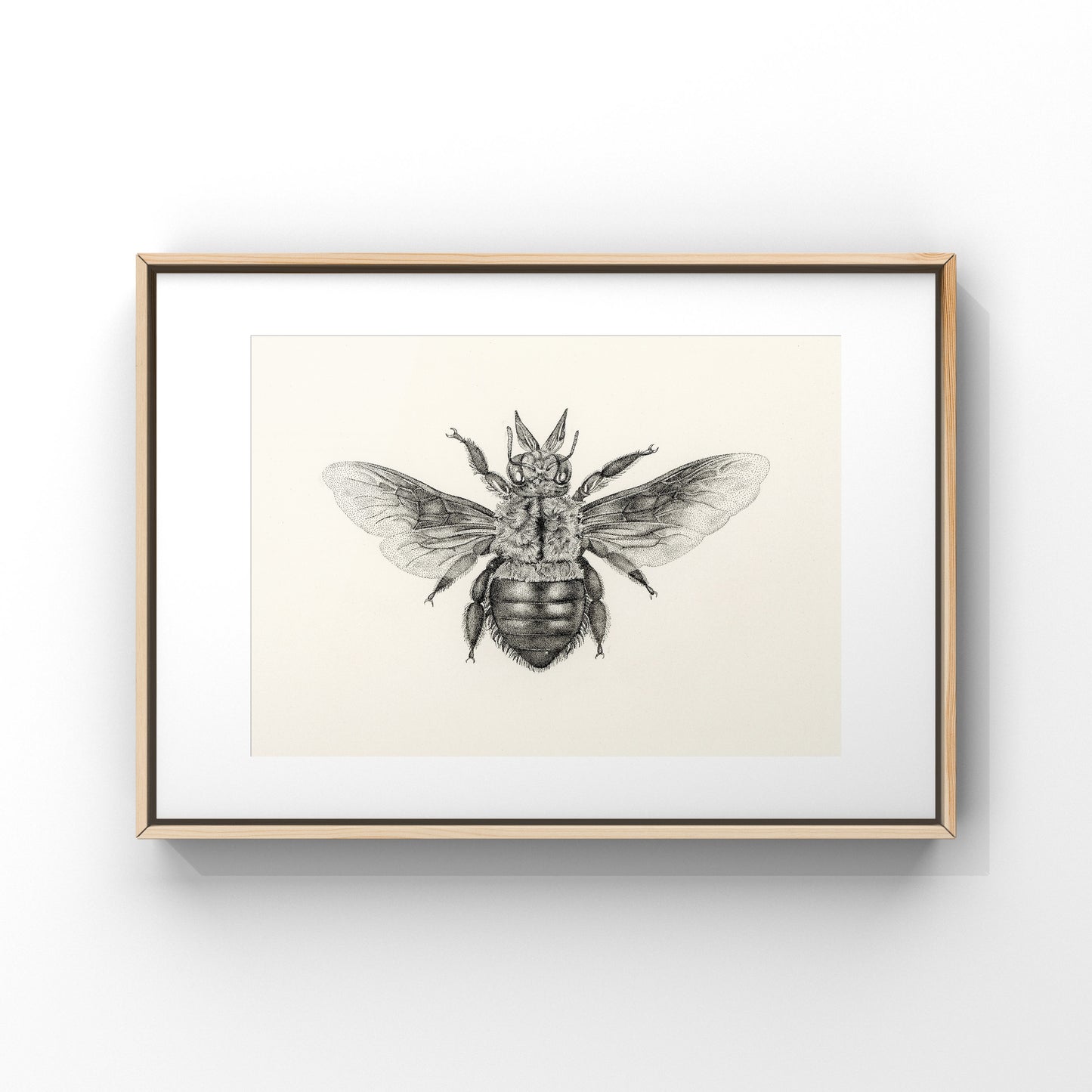 Blue Carpenter Bee - Print