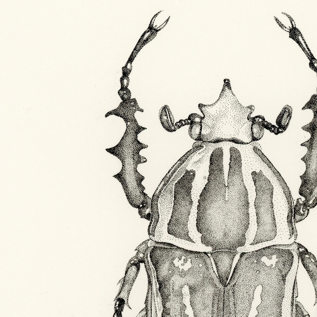 Goliath Beetle Print