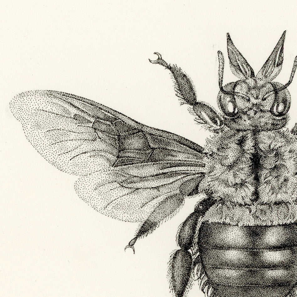 Blue Carpenter Bee - Print
