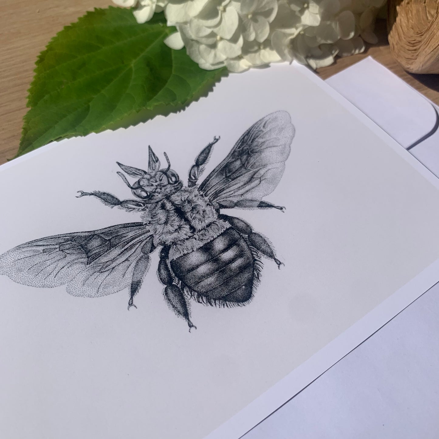 Insect Art Card Pack