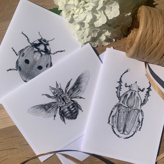 Insect Art Card Pack