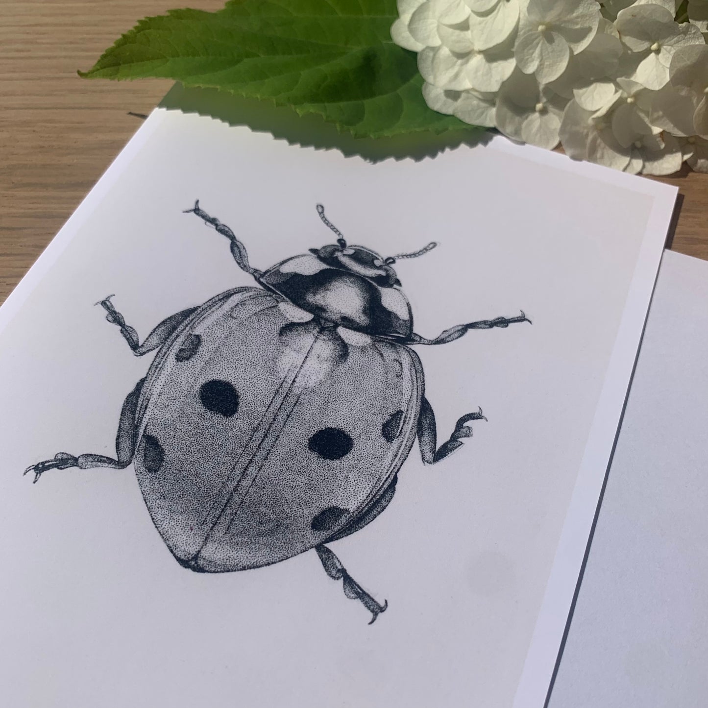 Insect Art Card Pack