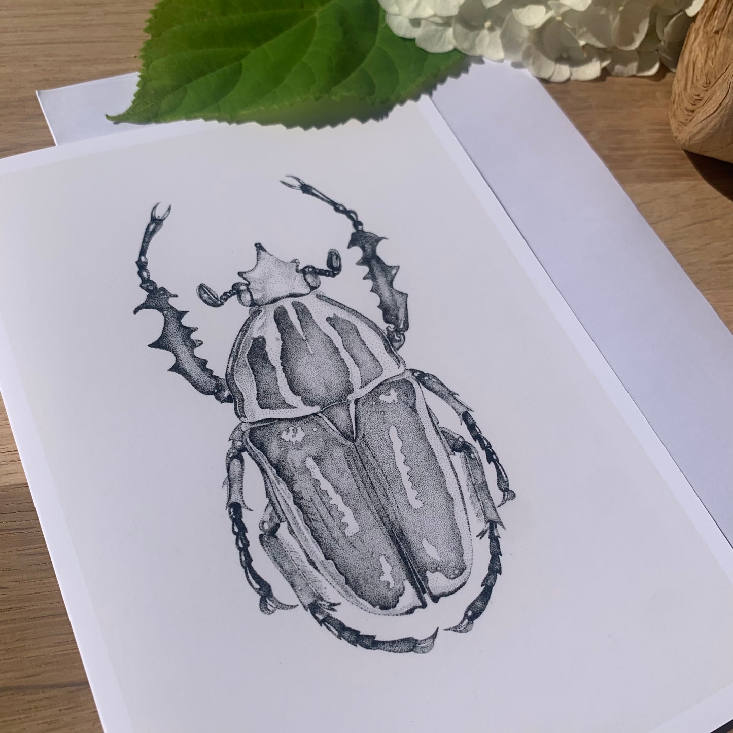 Insect Art Card Pack