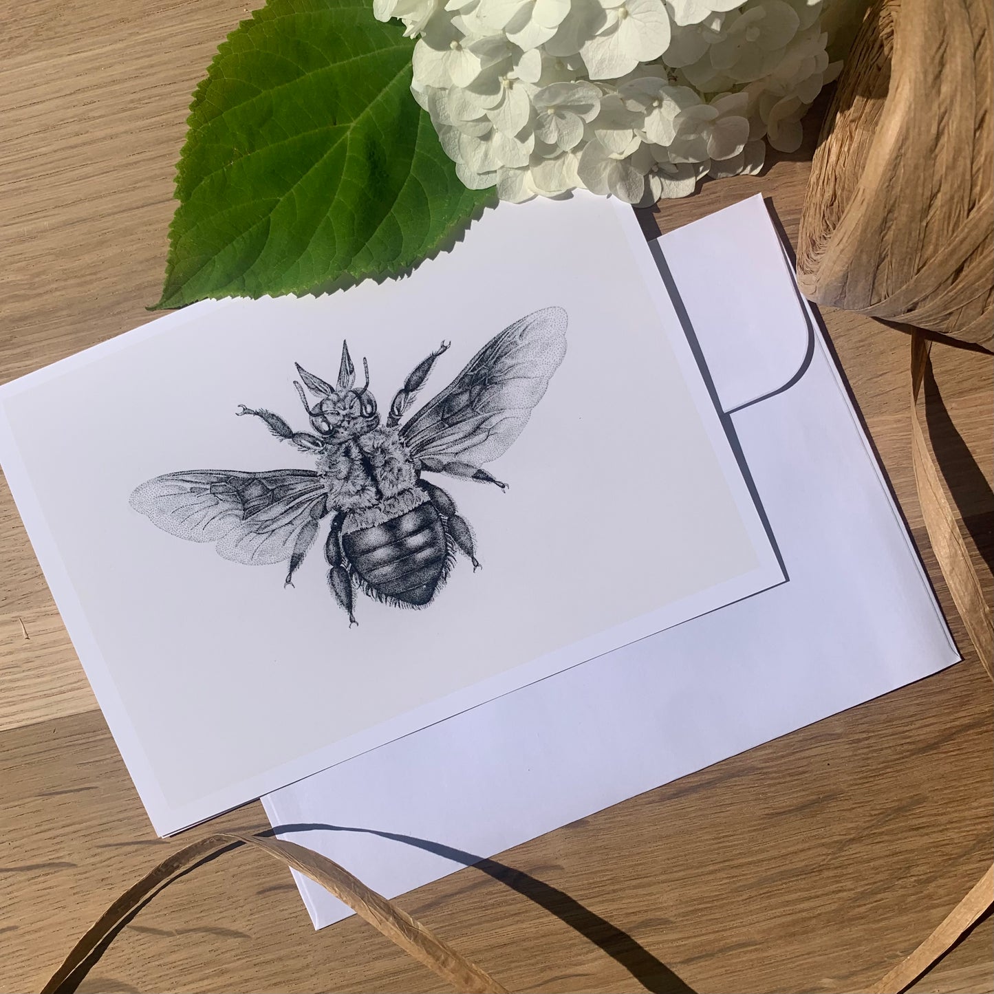 Insect Art Card Pack