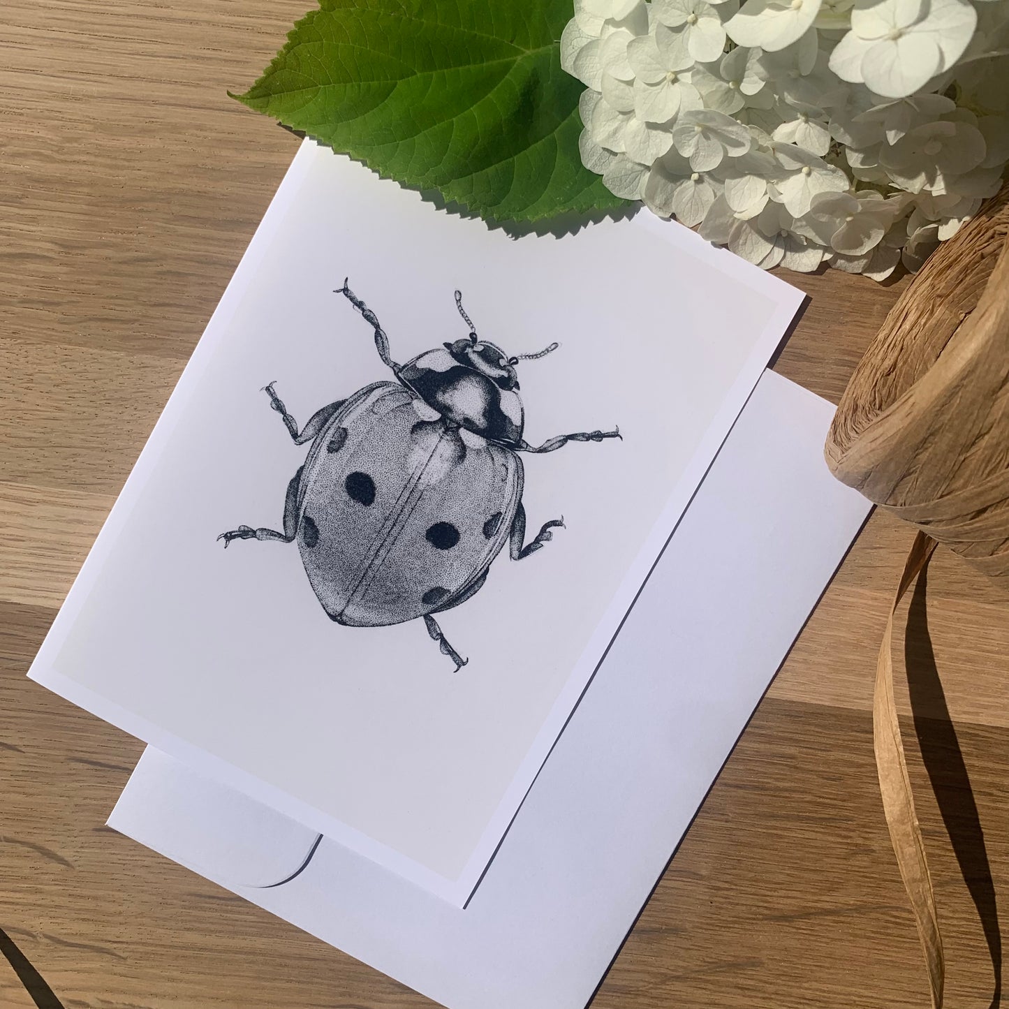 Insect Art Card Pack