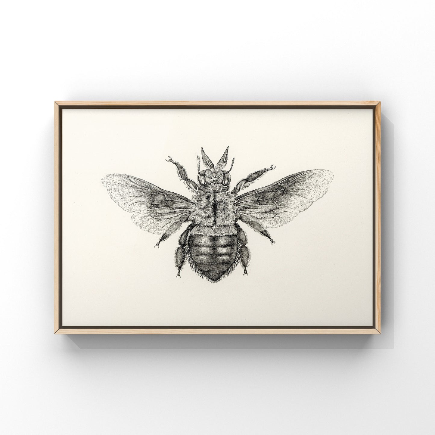 Blue Carpenter Bee - Print