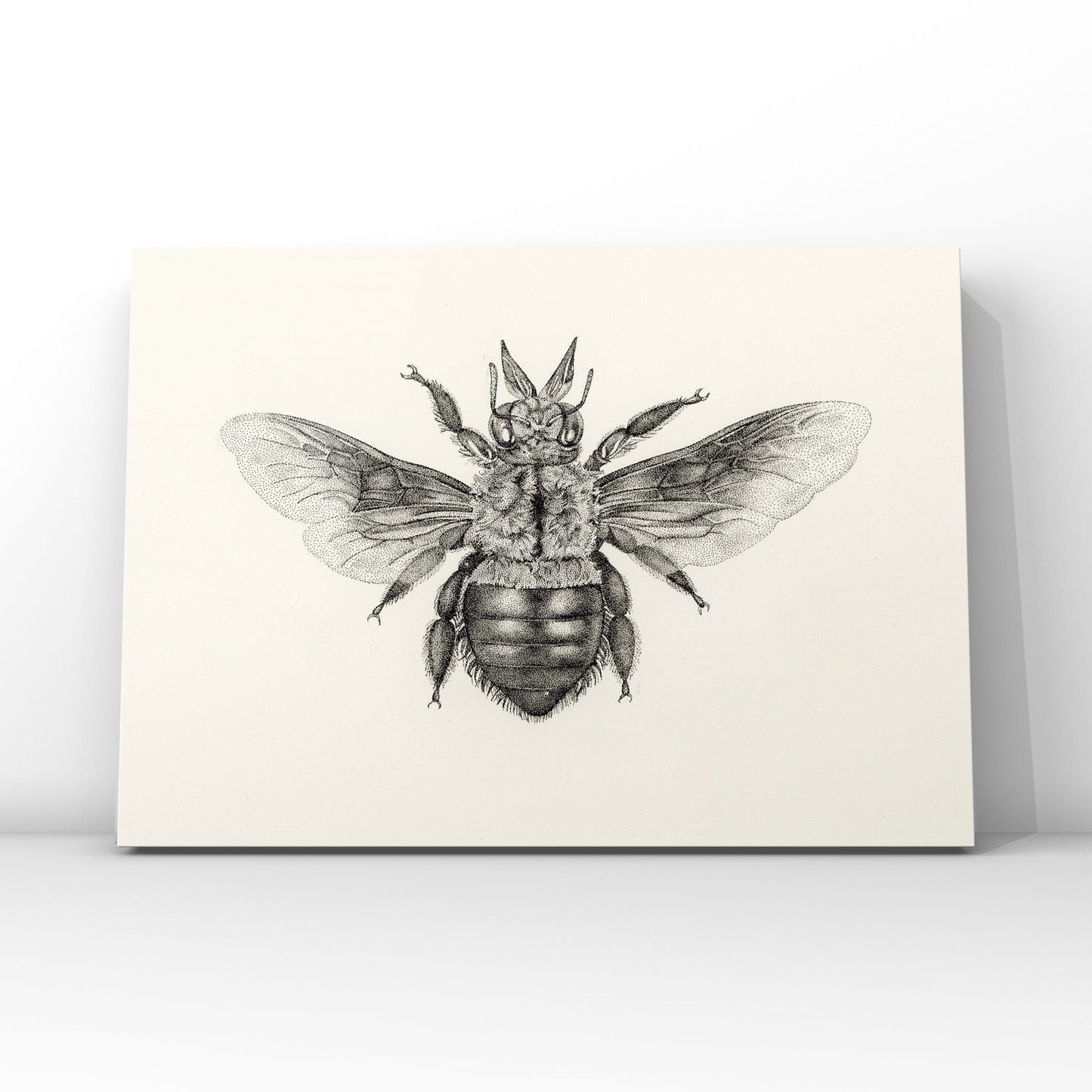 Blue Carpenter Bee - Print